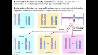 Cytogenetics II Chromosome Translocations [upl. by Magen291]