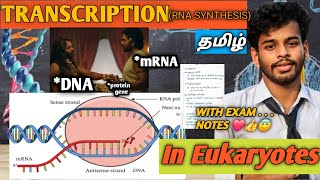 TranscriptioneukaryotestamilnotesprocessdiagramRna synthesisgene expressioncsir netdna [upl. by Sundin]