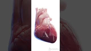 💓 Cardiac Tamponade A LifeThreatening Condition 💓 anatomy [upl. by Vincenta]