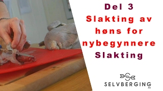 Slakting av høns for nybegynnere [upl. by Molton]