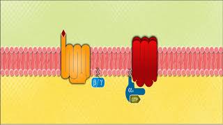 Mecanismos moleculares Proteina Gs [upl. by Aninad]