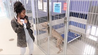 BOYFRIEND BRINGS ME TO ANIMAL ADOPTION CENTER [upl. by Abraham]