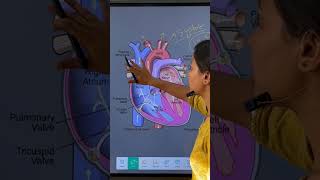 cardiology hearthealth bloodcirculation and medicalsciencesystole diastole bloodpressure [upl. by Woodman]