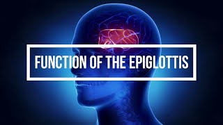 Function of the Epiglottis [upl. by Zenia403]