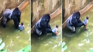 Brookfield Zoo gorilla rescues little boy who fell into the ape pit in 1996 [upl. by Saidnac]