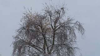 A Snowy Silver Birch Ravenshead Tue 19 Nov 24 [upl. by Ekram524]