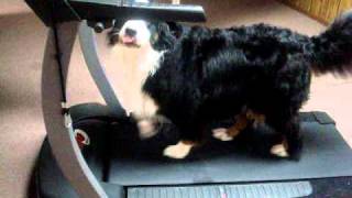 Bernese Mountain Dog loves the treadmill [upl. by Nosreg787]