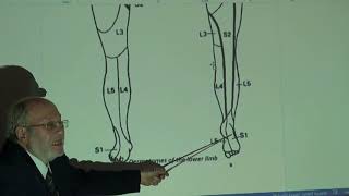 Anatomy of lower limb 55  Dermatomes and myotomes of lower limb   by Dr Wahdan [upl. by Dafodil]