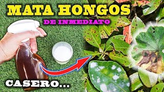 SOLUCIÓN DEFINITIVA a los HONGOS con este FUNGICIDA CASERO para plantas [upl. by Yelsel]