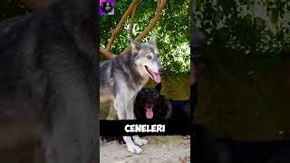 Kangal vs Alfa Kurt Sizce Kim Kazanır [upl. by Enaillil583]