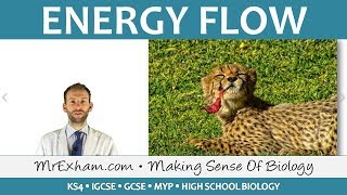 Ecology  Energy Flow  GCSE Biology 91 [upl. by Dirgni]