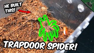 TRAPDOOR SPIDER Builds a Trapdoor  super slow mo feedings [upl. by Omrelliug]