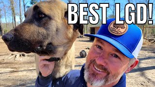 THE BEST livestock guardian dog  Why we choose the ANATOLIAN SHEPHERD or KANGAL [upl. by Akenna959]