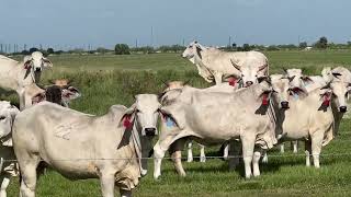 Fall Calving Brahman heifers bred to Angus Bull [upl. by Emile]