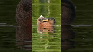 Dabbling Duck  Eclipse plumage male Mallard birds [upl. by Cohn]