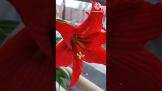 Amaryllis को फुल क्या दामी फुलेको हेर्नुस्  amaryllis ytshorts [upl. by Paule]