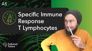 Specific Immune Response T Lymphocytes  A Level Biology Tutorial  OCR [upl. by Alethia]