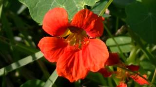 CAPUCHINA Tropaeolum majus wwwriomoroscom [upl. by Dorweiler421]