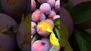 fruit naturallifeb kiran599 naturalclips fruitcutting naturelife nature gardening plants [upl. by Pinsky670]