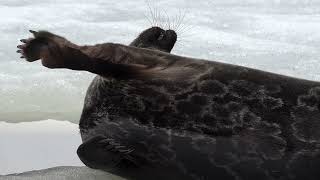 Saimaa ringed seal closeup 4K Lake Saimaa Finland [upl. by Aloysius]