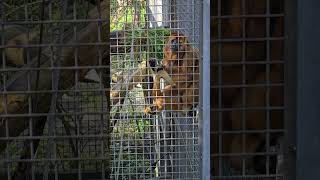 黑吼猴Alouatta CarayaTaipei Zoo [upl. by Beauregard112]