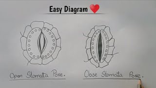 How to Draw Stomata Diagram easily l Easy Stomata Diagram l Open amp Close Stomata l ES art amp craft [upl. by Cyril]