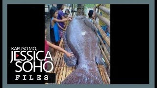 KMJS Mystery behind Antiques giant grouper fish explained [upl. by Llerraf]