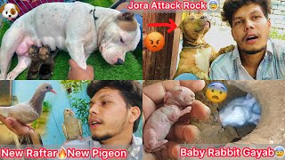 Puppies Ki Vjah Se Jora Attack Krna Lge😰 Rabbit K Bacha Gayab Hogya😨New Raftar Aagya🕊️ [upl. by Hwang]