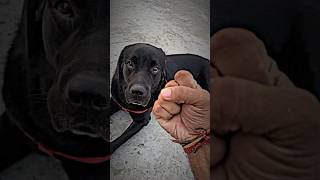 Mukka mehn dum nikal gya 😲labrador dailyvlog viralvideo petvlog pets shorts [upl. by Iblehs]