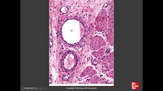 Medicine Histology of Organs  Chapter 11 C Circulatory System [upl. by Packton445]