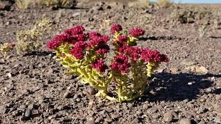 Salty Uncouth Slobs of the Atacama Desert [upl. by Nibas]