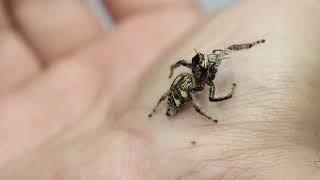 Jumping spider pet  Coolest arachnids so cute [upl. by Werbel]