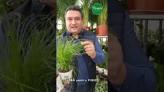 IARBA PENTRU PISICI  Floraria Trias [upl. by Deering]