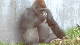 Funny Animal Gorilla picking and eating nose booger [upl. by Quinby925]