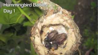 Hummingbird Babies Birth to Fledging the Nest  First Flight  Amazing [upl. by Kavita]