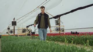 Growing tulips Pest control of plants and flowers Gardener walks through an industrial greenhouse [upl. by Suirred]