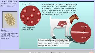 Life cycle of Haemonchus contortus  the Barber Pole worm [upl. by Hobbs361]