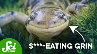 Why These Animals Eat Sht [upl. by Wichern565]