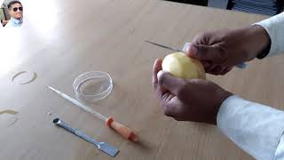 to demonstrate osmosis by potato osmometer class 11th Bio practical scienceexperimentsvasifali7757 [upl. by Ttelracs]