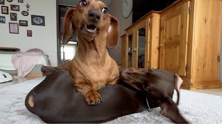 Wild Play Between Two Dachshunds – Will It Go Too Far [upl. by Letty]