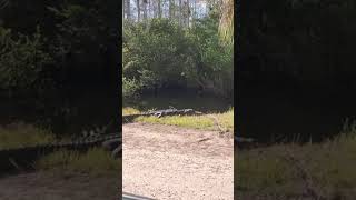 Alligators at Everglades National Park Florida [upl. by Udelle]