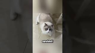 Sahibinin Oğlu Olmadan Uyumayan Kedi [upl. by Elvie515]