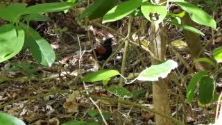 North Island saddleback  TiriTiri Matangi  New Zealand  New Zealand Birds [upl. by Narual307]