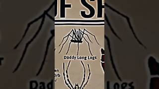 TYPES OF SPIDERSDADDY LONG LEGS 😅😅PART10creature spider LIKEMYTHMrBeasttseries [upl. by Anir]