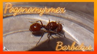 Pogonomyrmex barbatusCuidados [upl. by Bolger]