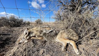 Coyote season 2324 check day 11823 the cables are paying off [upl. by Asssilem755]