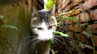 FINALLY MAXWELL THE CAT FOUND HIS MATCHTHE VIRAL BULLY CAT ON TIKTOK [upl. by Novahc]