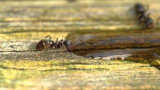 Lasius cf niger Harbinger of spring [upl. by Nayarb]