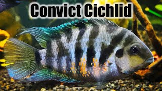 Convict Cichlid  Care Guide amp Species Profile [upl. by Dayir]