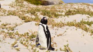 Galapagos penguin sound effectTorpedos in Tuxedos [upl. by Jorry897]